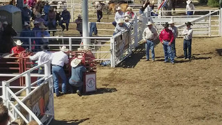 Steer wrestling - Clovis Rodeo