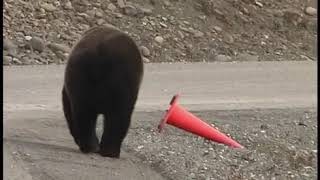 Bear Picks Up Fallen Traffic Cone by Roadside Before Walking Away, From YouTubeVideos