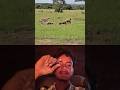 Hyenas Are Thieves, But Lions Are Kings #trending #animals#wildlife #shorts😱😱👍