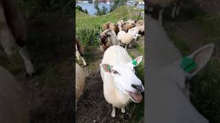 #short#shorts video#lamb#sheep sound for kid#Animal voice#short#parrot lovers#pets#wildlife##manoj