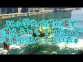 【GTA5】 VC小学生が潜水艦で潜ろうとしていたので海底に沈めておいた。