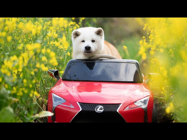 愛犬はボクちゃん My first photo book, a lifelong treasure of my beloved dog