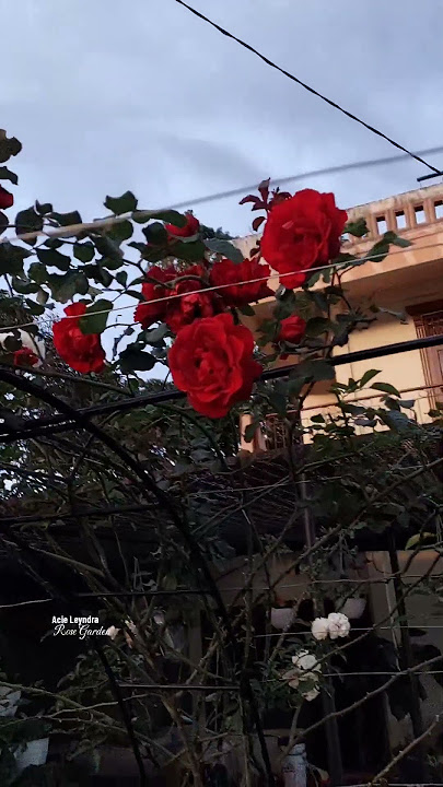 #rose #roseflower #rose #rosegarden #rosegarden #rosegarden #roseflower #rosegardening #rosegardener