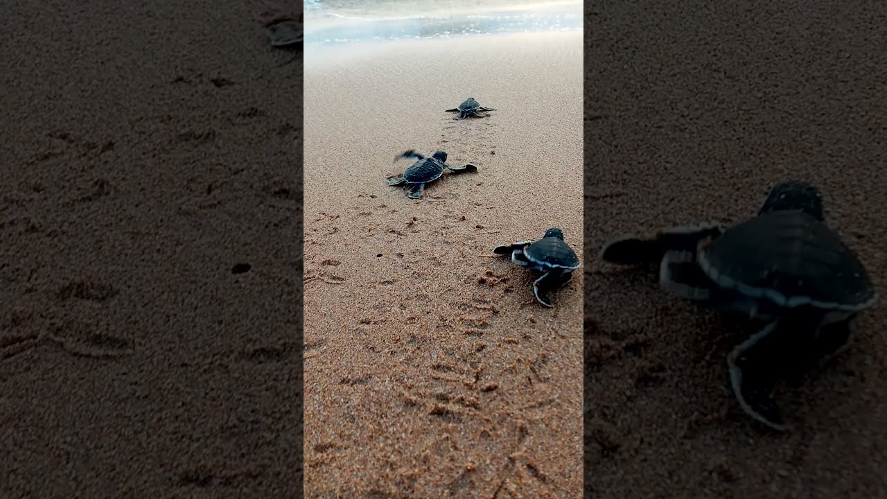 Green turtle babies are running to ocean! 🐢🌊❤️ 