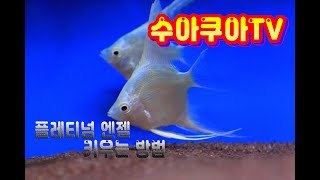 [플레티넘 엔젤 키우는방법] ★수아쿠아★