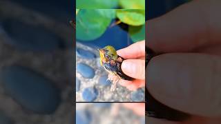 Tiny Drowning Bird Saved Just in Time😱 #shorts #animals #trending #viral #birds #viralvideo #dog