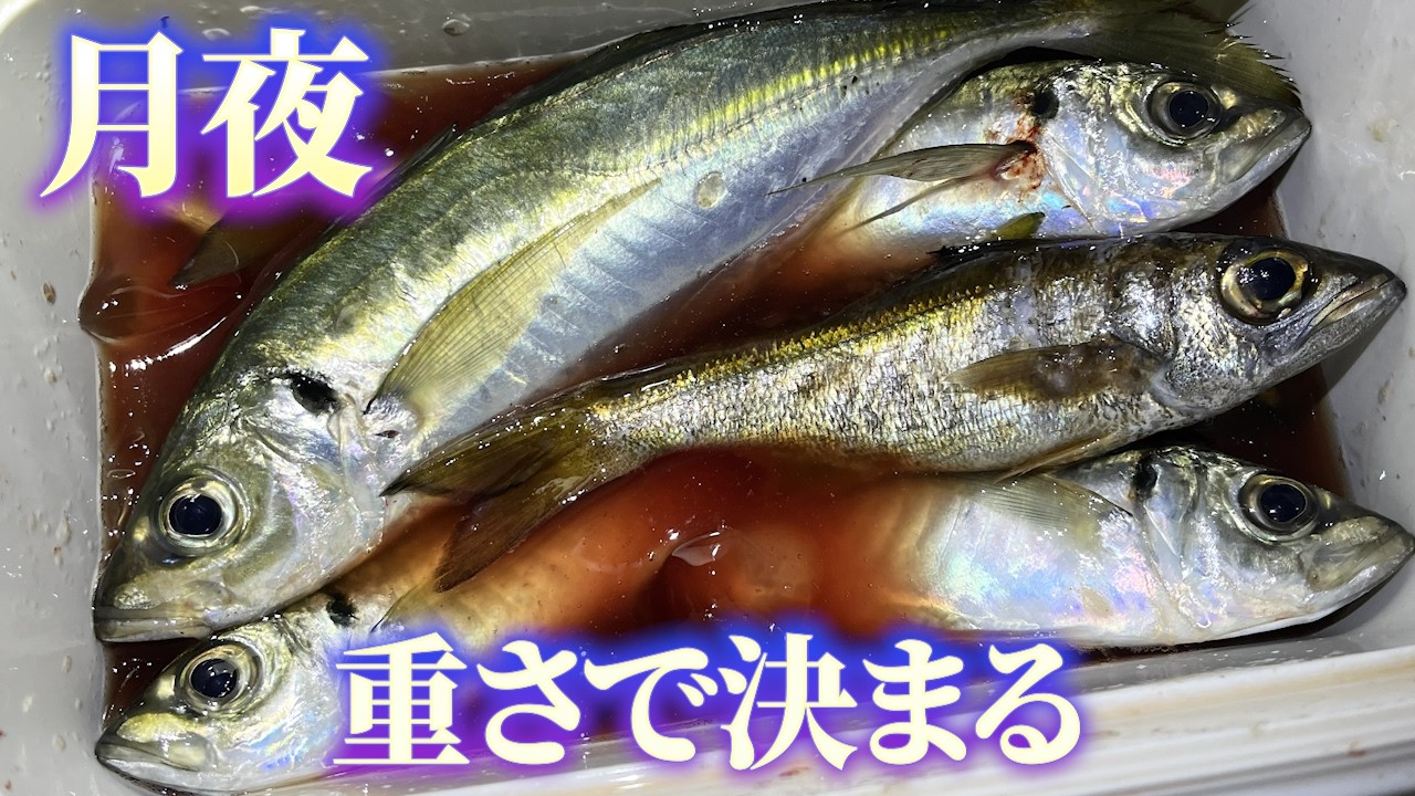 Moonlit Horse Mackerel Fishing in Japan: What Happens When I