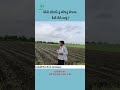 મુઠી લીમડી નું રોપાણ કેવી રીતે #મીઠીલીમડી #મીઠોલીમડો #meetholimbadi