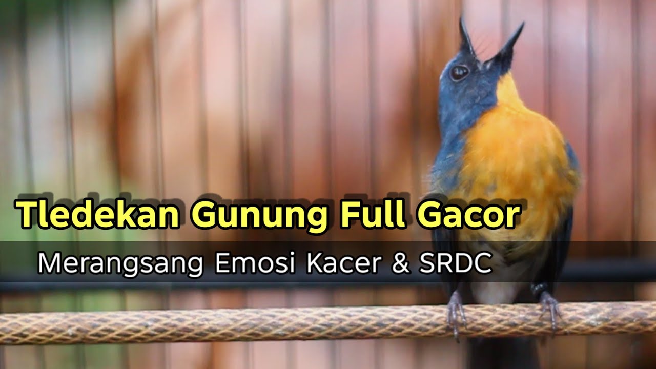 TLEDEKAN GUNUNG FULL GACOR PALING AMPUH MERANGSANG EMOSI KACER DAN SRDC