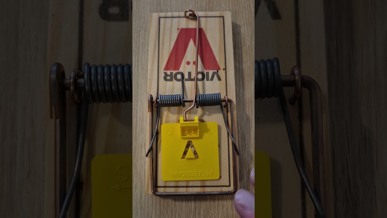 How to Setup a Rat Trap: Placing bait 