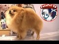 PELUQUERÍA CANINA DEL POMERANIA - REALIZADO POR Mª JOSÉ GUERRERO