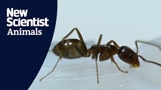 What happens when you give ants caffeine?