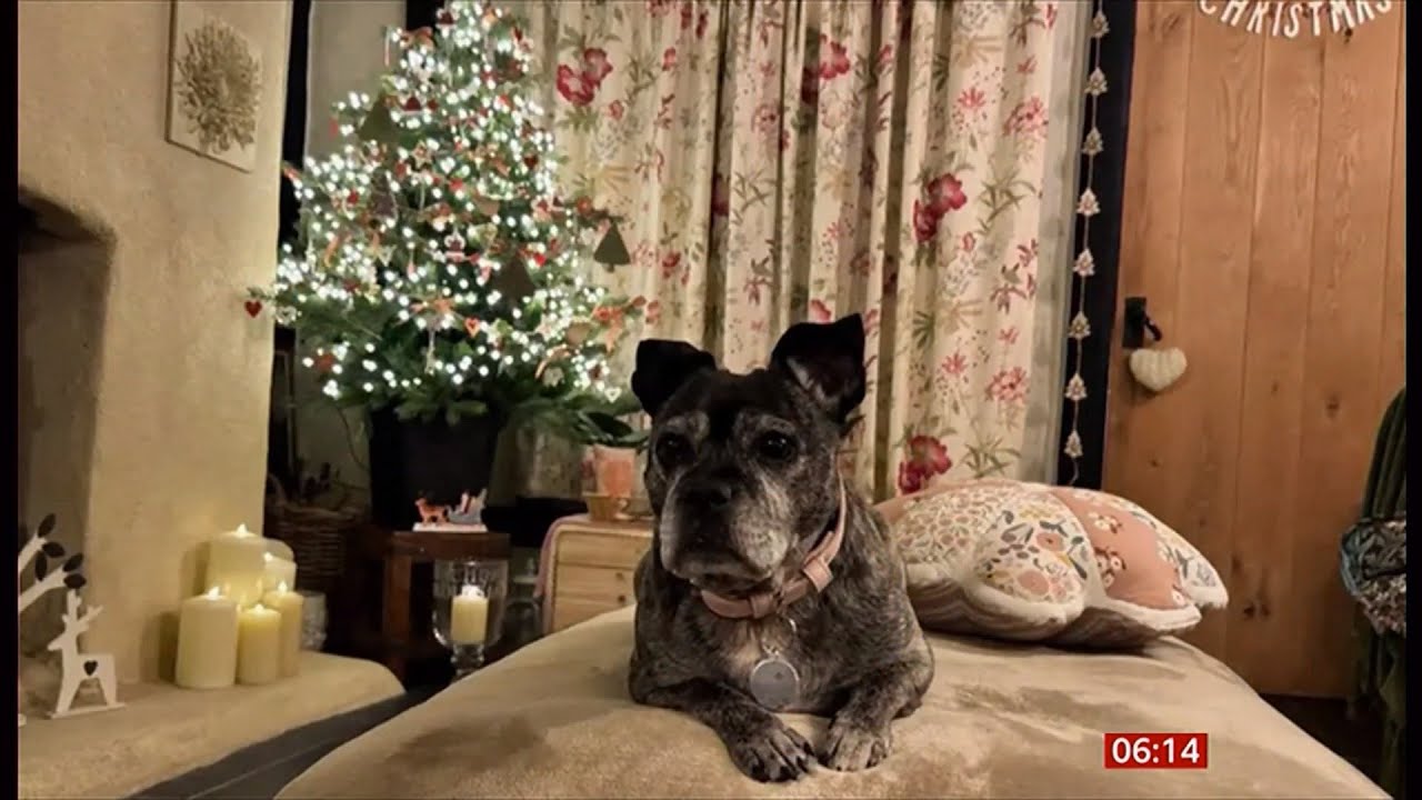 Dog (Lola Lou) found abandoned in flat finds forever home (UK) 18/Jan/2026