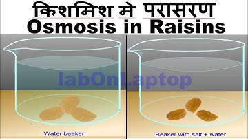 NCERT Class 9th - Activity 5.4 | Osmosis in Dried Raisins | labOnLaptop | Virtual Lab