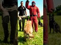 How Malinois are trained to bite #dogtraining #k9