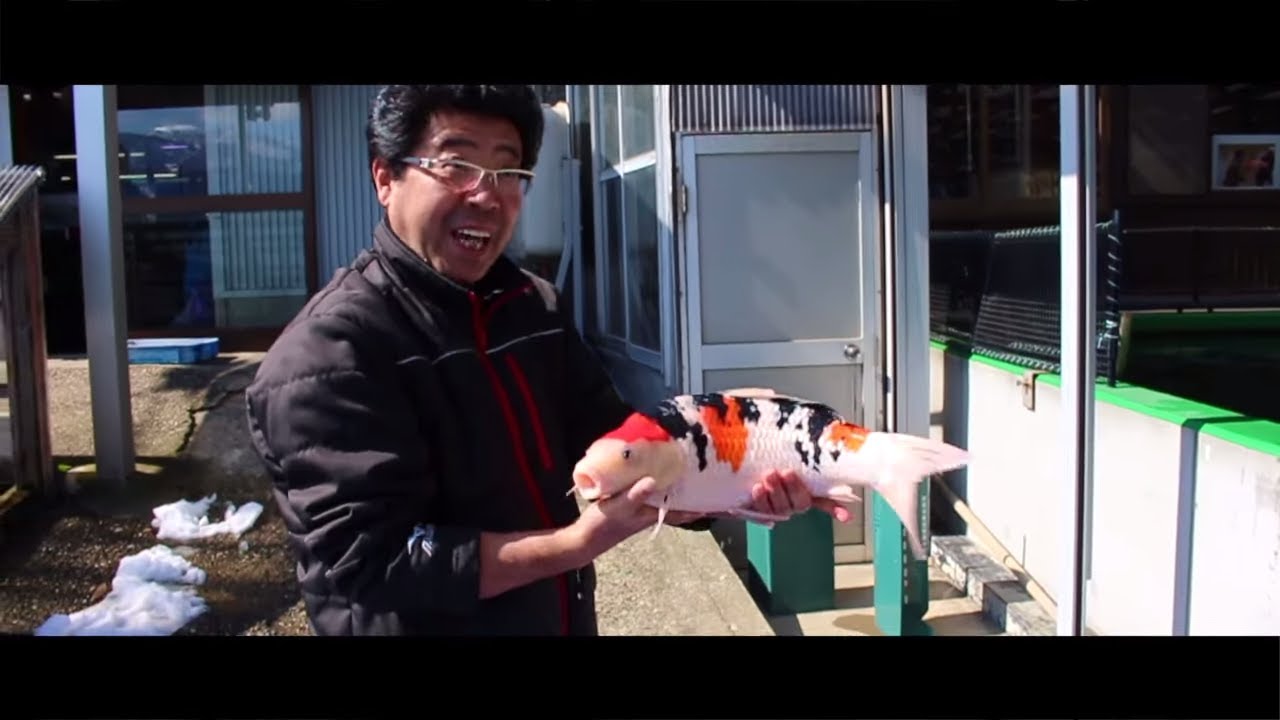What is it like to buy Koi in Japan during the winter? - YouTube