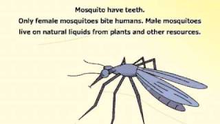 2D Mosquito - Flash Animation.avi