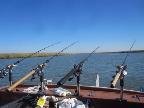 Balancer Fishing For Stripers And Sturgeon 