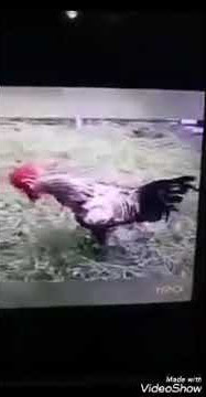 Kok sepi versi ayam
