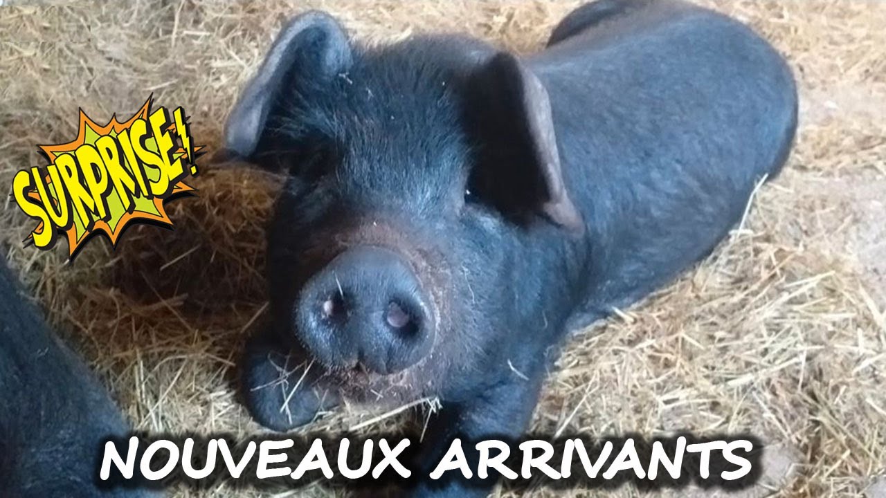 Nouveaux arrivants dans l'élevage