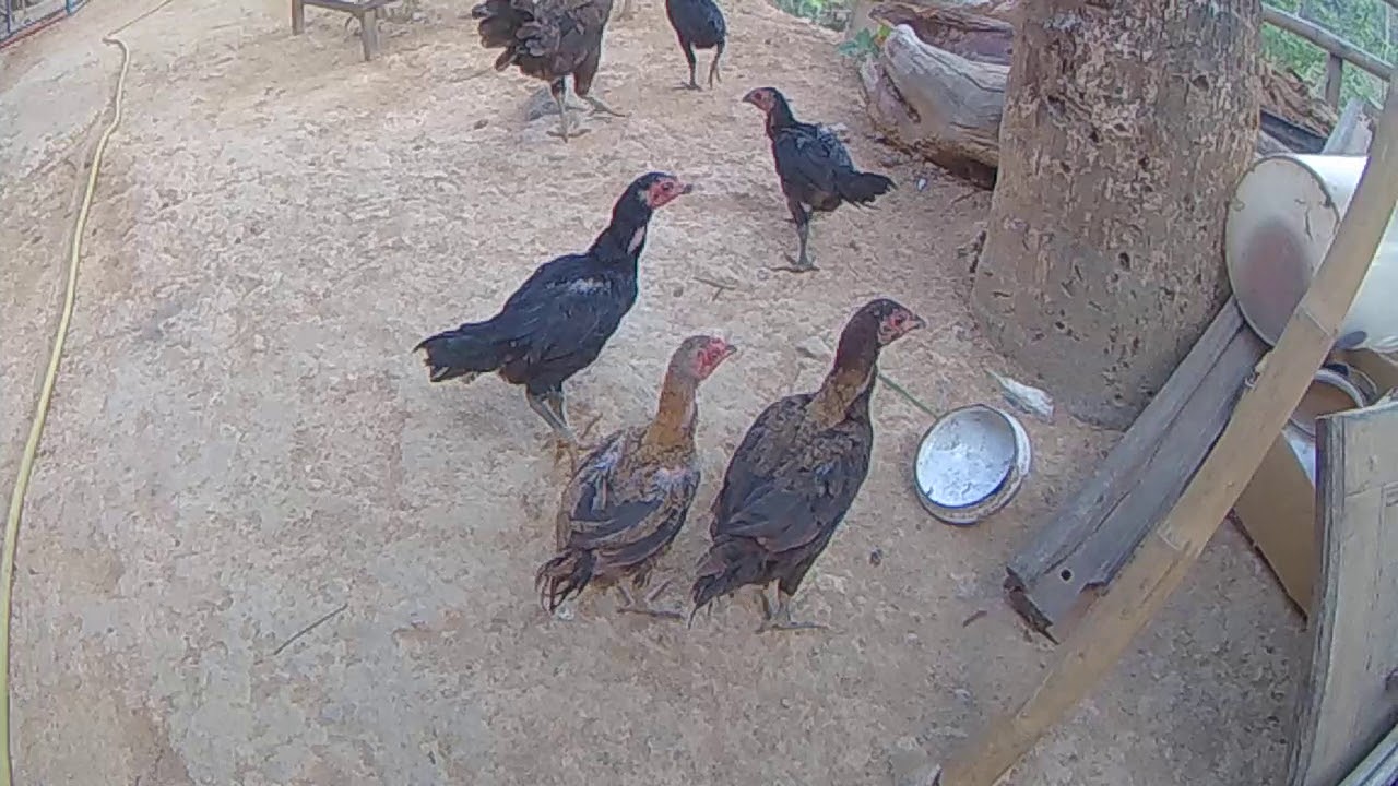 Ayam kampung 