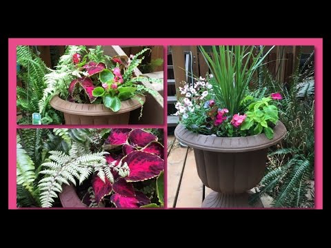 Video: Grow A Colorful Shade Flower Garden - Farverige planter til skygge