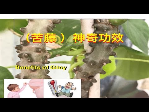 很多人不知道它有降低糖尿病,-高血压-独特效果.”tinospora-crisp-“amazing-benefits-of-giloy.tanaman-brotowal