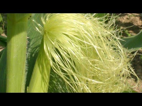 Video: Kakav Je Cvijet Kukurijek