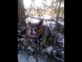 Petting a longeared owl