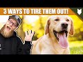 3 Tips To Tire Out Your LABRADOR Puppy