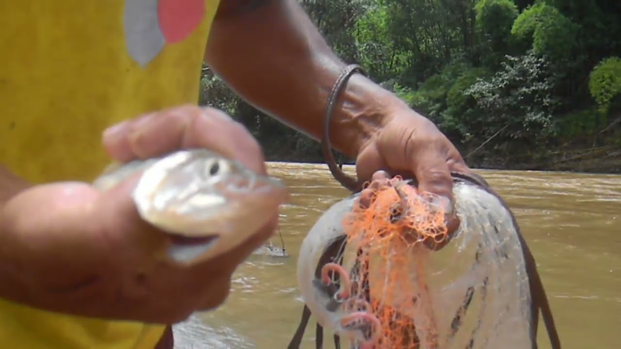 Pescando de tarrafa no rio Pará 