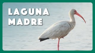 Birds of Laguna Madre