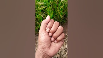 A Brown Grasshopper Appeared 😯