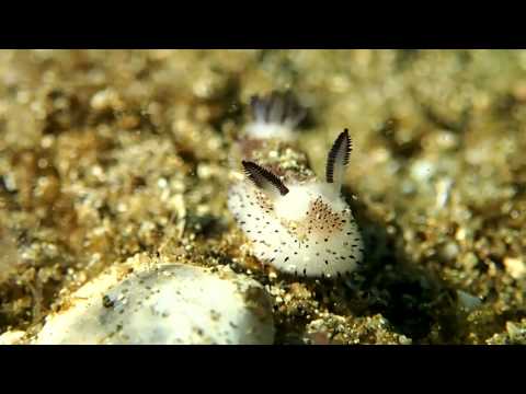 SEA BUNNIES