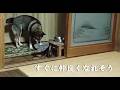 仔猫を保護したその日の夜には…