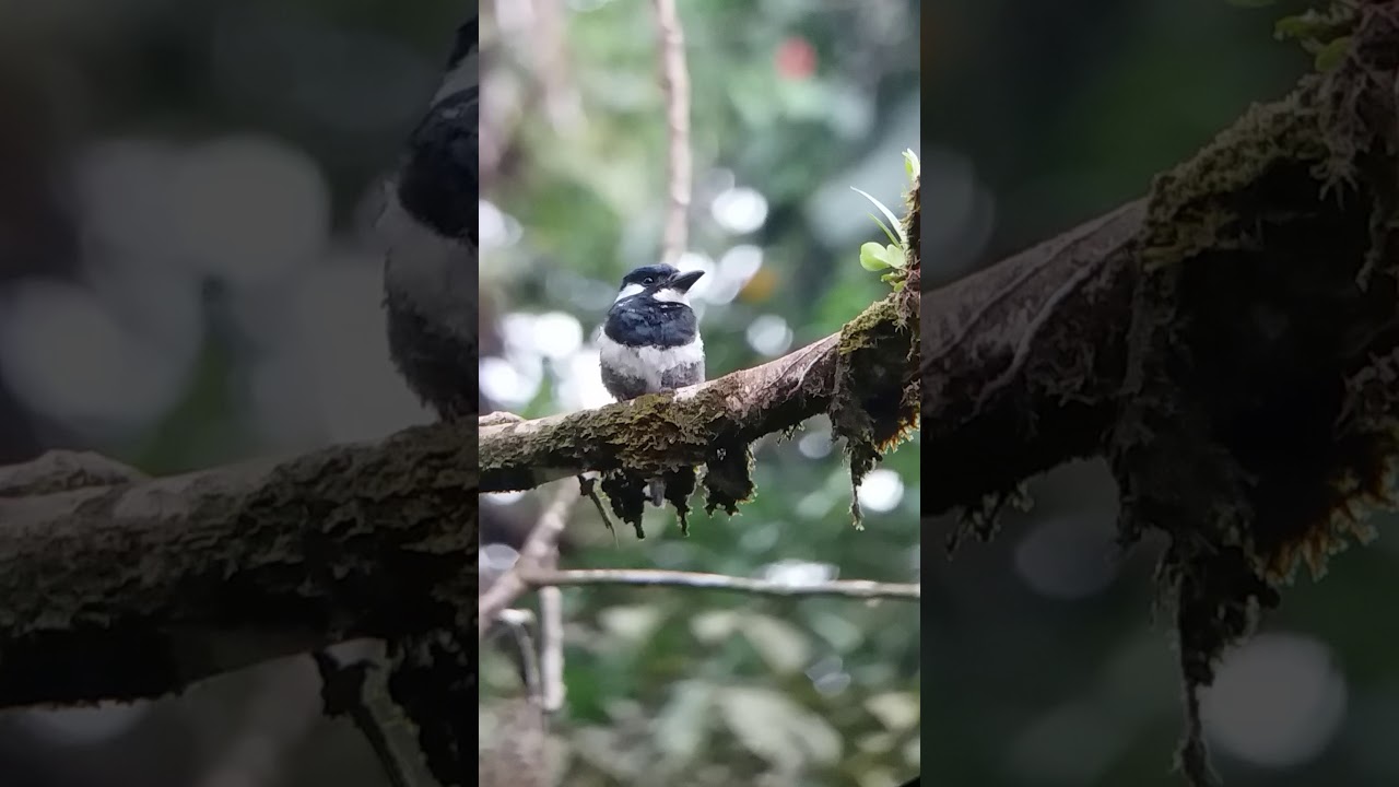 Black-breasted Puffbird - Notharchus pectoralis - San Cipriano, Valle