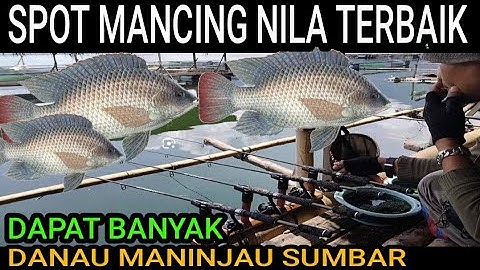 PROVE IT !! THE BEST TILA FISHING PLACE IN INDONESIA... Tilapia fishing in Maninjau