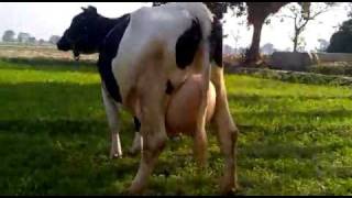 Pakistan Dairy Farm Hussain Khan Wala Kasur