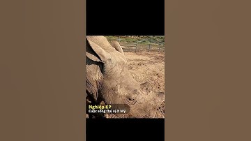 Tê Giác Trắng Quý Hiếm – Giá 400 Ngàn Đô, Tương Đương 10 Tỷ VNĐ! 🦏💰