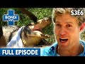 Angry Alligator Needs Her Eggs Saved | Season 3 Ep 6 | Bondi Vet Full Episodes