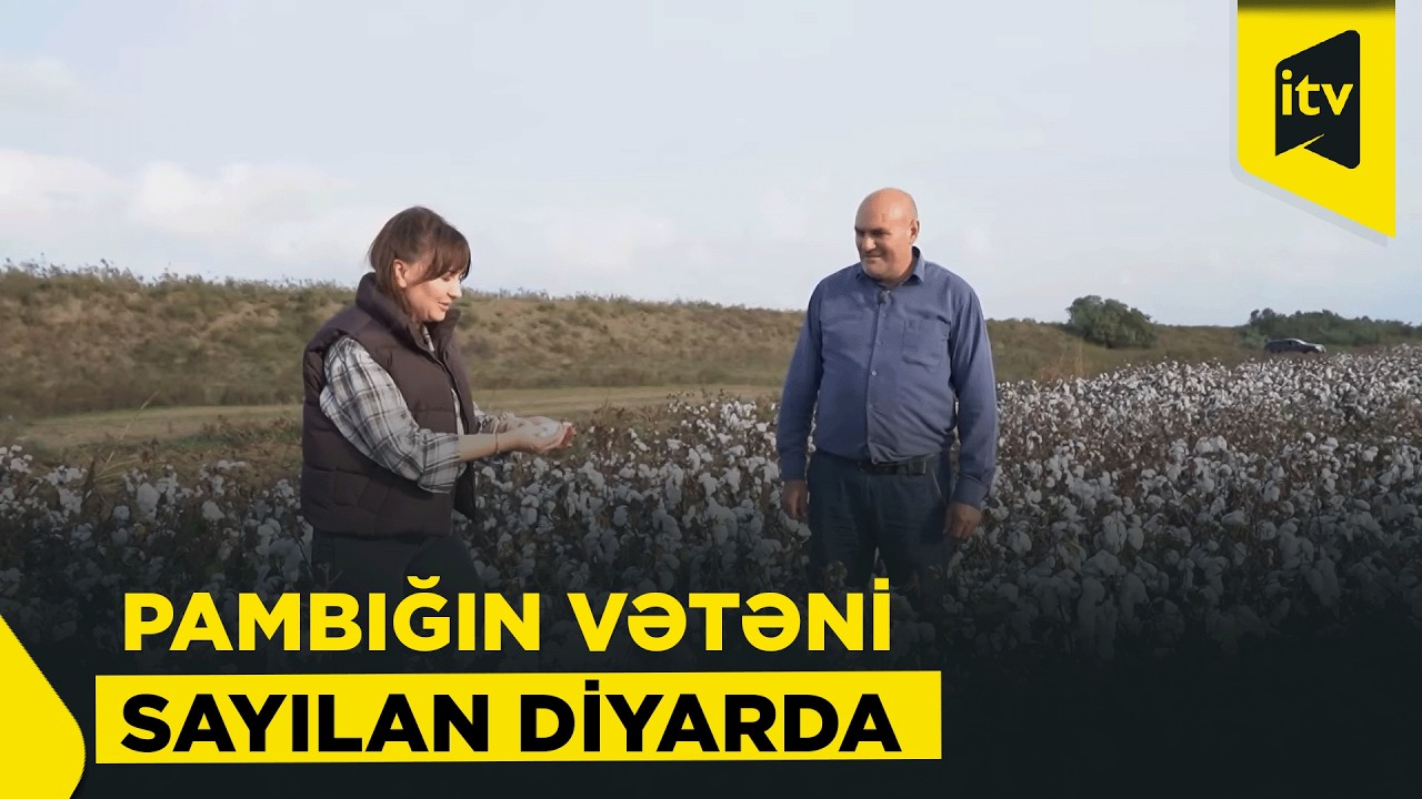 Kənddə iş çox, Nərgiz tək | “Barlı bağ