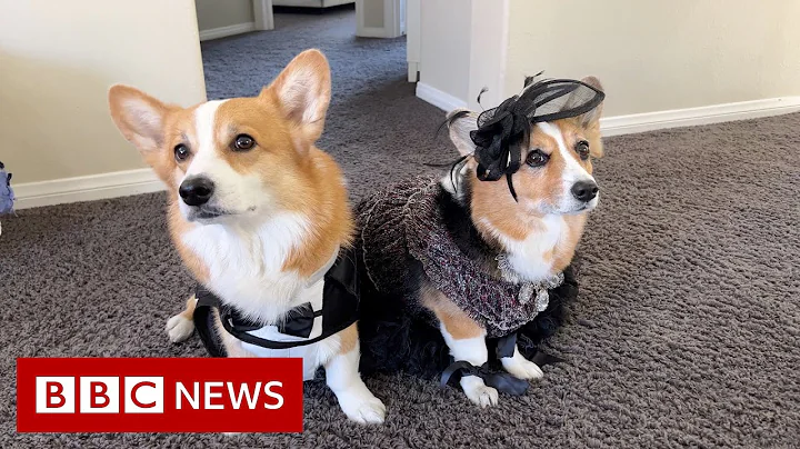 Corgis: How the Queen fell in love and started a phenomenon
