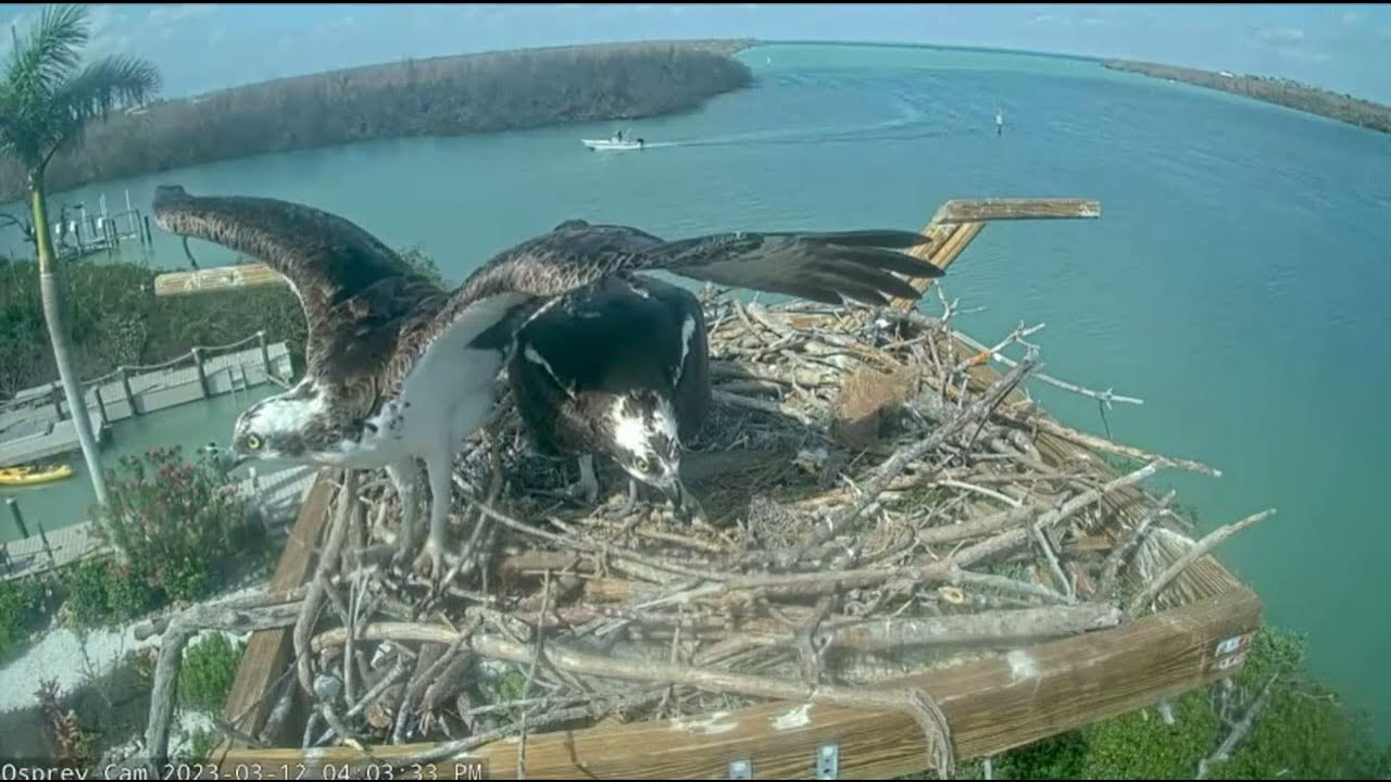 Captiva Island Osprey Cam, Florida, USA, March 12, 2023 (2) YouTube