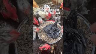 This food is their favorite—it’s gone as soon as I pour it!” 🐔