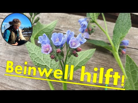 Beinwell! Kostenlose Heilung aus der Natur! & Eine schlechte Nachricht!