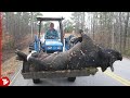 This Is the Biggest Boar You Will See in Your Life