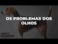 OS PROBLEMAS DOS OLHOS | Dica #145 | Amigo Caçador - Rogério Amaro