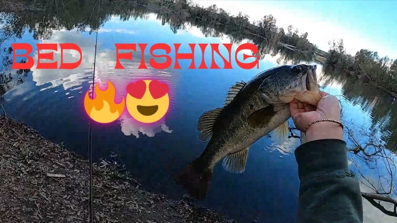 Sycamore Island Bass Fishing 2024 (They on 😍🔥!!!) 
