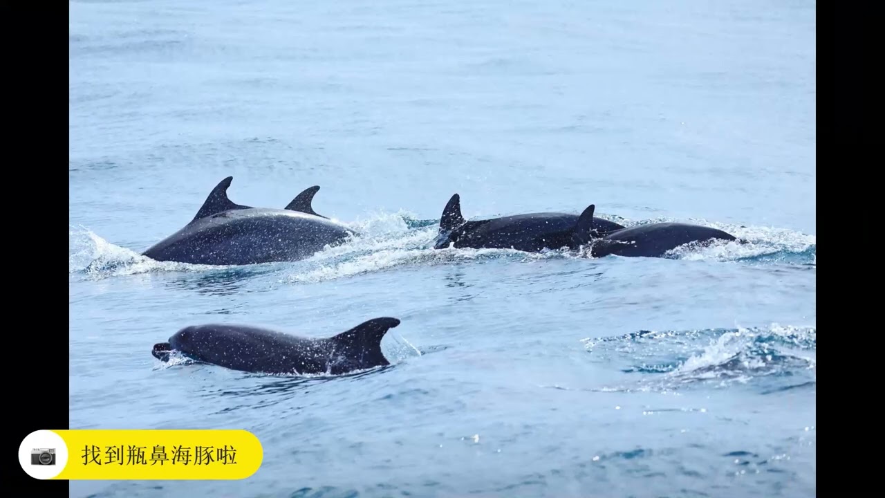 宜蘭龜山島登島賞鯨之旅