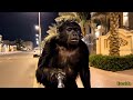 قرد الذكاء الاصطناعي يحاكي معاناة شباب العراق بشكل صادم قرد الذكاء الاصطناعي يحاكي معاناة شباب العراق بشكل صادم